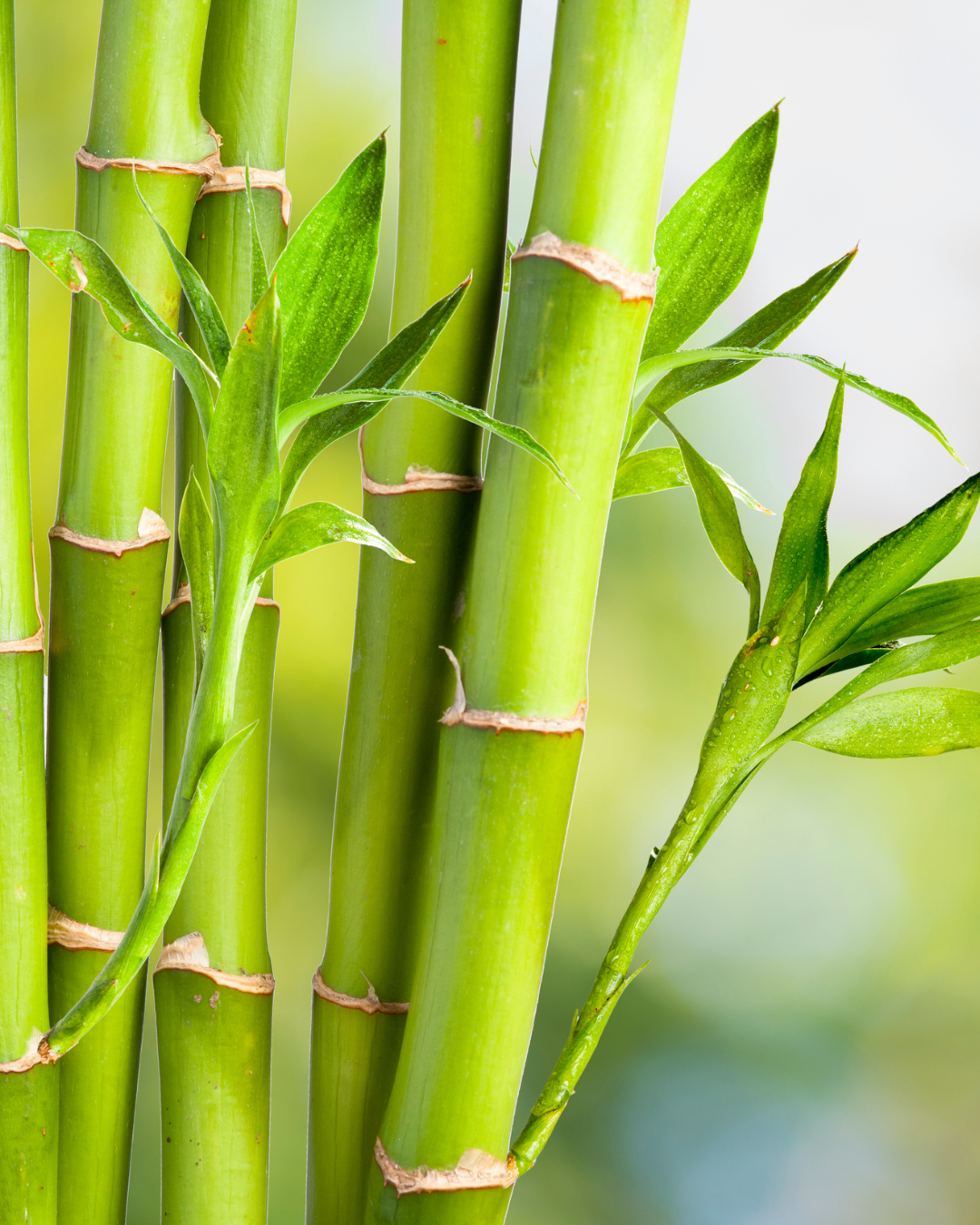 Bamboo fiber macro